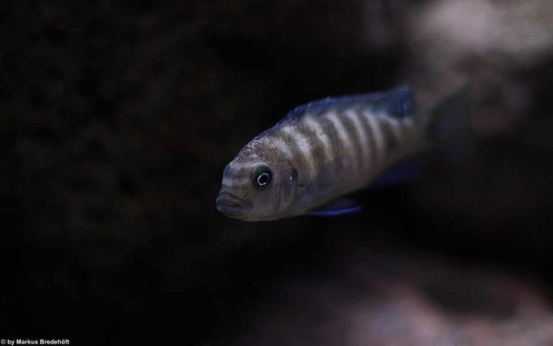 Maylandia sp. 'zebra gold' Kawanga